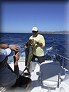 Marlin fishing cabos, Ursulas Fishing Fleets, Ursulas Fishing, Marlin fishing Cabo San Lucas, fishing chartes cabo