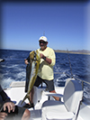 Marlin fishing cabos, Ursulas Fishing Fleets, Ursulas Fishing, Marlin fishing Cabo San Lucas, fishing chartes cabo