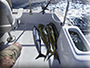 Marlin fishing cabos, Ursulas Fishing Fleets, Ursulas Fishing, Marlin fishing Cabo San Lucas, fishing chartes cabo