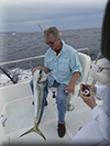 Marlin fishing cabo San Lucas, Ursulas Fishing Flees, Ursulas Fishing, Marlin fishing Cabo San Lucas