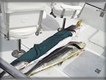 Marlin fishing cabos, Ursulas Fishing Fleets, Ursulas Fishing, Marlin fishing Cabo San Lucas, fishing chartes cabo